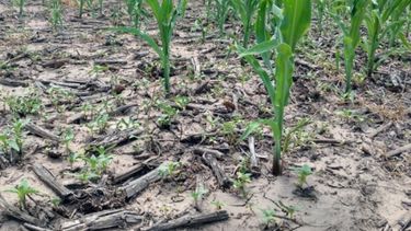 Piden declarar emergencia nacional agropecuaria en tres provincias