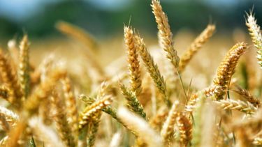 Afirman que el abastecimiento interno del trigo está absolutamente garantizado