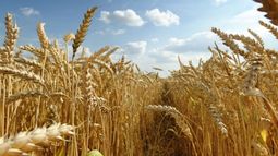 Proyectan que la siembra de trigo alcanzará las 5,6 millones de hectáreas