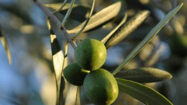 La Rioja quiere quitar a los aceites de oliva del acuerdo Mercosur-UE