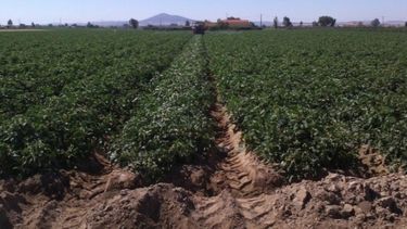 Cooperativas agropecuarias bonaerenses quiere mantener status de Ingresos Brutos