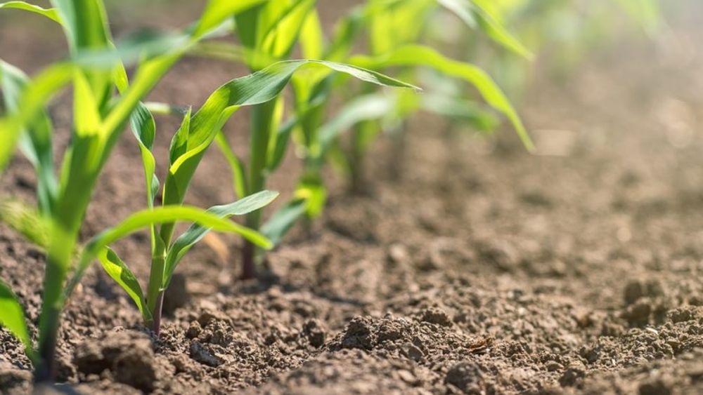 Las proyecciones sobre la nueva temporada del cultivo.