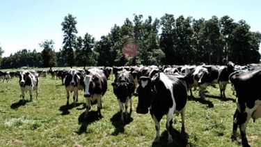 Bonificación oficial de la tasa para créditos destinados a la ganadería