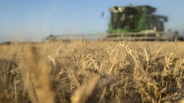 Valores de productos del fideicomiso del trigo aumentan 3,2%