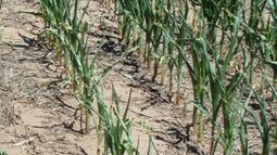 La sequía sigue afectando a la pampa húmeda