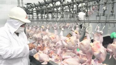 Números dispares para la producción y consumo de carne aviar