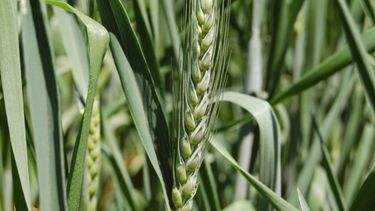 Afirman que el trigo mejoró su calidad comercial e industrial