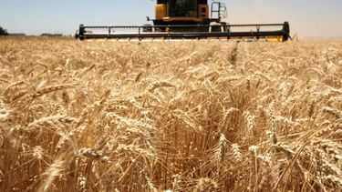 El balance de las ventas al exterior de trigo.