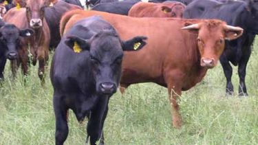 Estiman que es difícil alcanzar la recuperación del stock bovino en el país