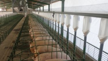 La producción intensiva de cerdos profundiza su caída