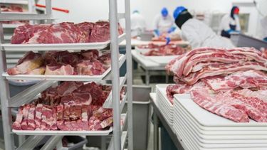 Confirman una merma de 14 por ciento en la producción de carne vacuna