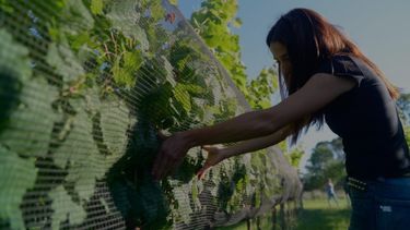 El tope de financiamiento será de hasta 150 mil dólares de aporte no reembolsable por proyecto.