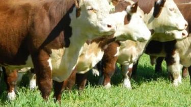 Argentina tiene el novillo más competitivo de la región