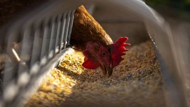 Analizan casi un centenar de casos de influenza aviar en las provincias