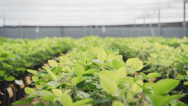 Definición de las estrategias de los productores.