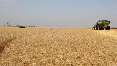 Calculan que la producción de trigo llegará a 18 millones de toneladas