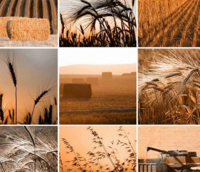 Se mantiene la estimación de producción de soja en 48.5 millones de toneladas