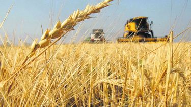 El trigo afronta el peor escenario de siembra de los últimos 12 años