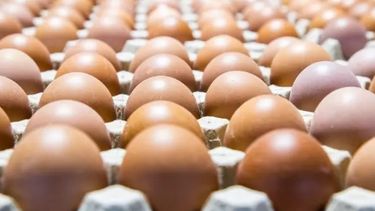 Solo el 2,27% del volumen de huevos fue exportado.