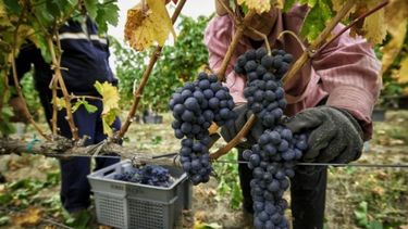 Argentina solidificó su posición como el quinto productor mundial de vinos