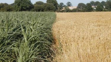 El trigo y el maíz vuelven a vivir con nuevas medidas agropecuarias