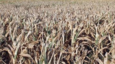 El campo reclama "medidas urgentes" para lidiar con la sequía