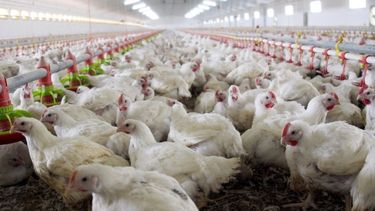 Destinan más de $7 mil millones para asistir productores avícolas