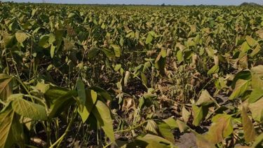 Piden una nueva ley de emergencia y desastre agropecuario para Entre Ríos