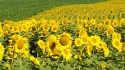 En 2019 se alcanzará la mayor producción de girasol en diez años