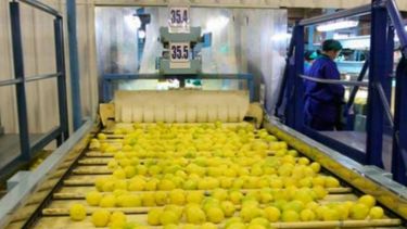 Productores perderían U$S 20 millones anuales por medida contra los limones