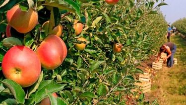 Productores frutícolas piden un dólar de 27 pesos