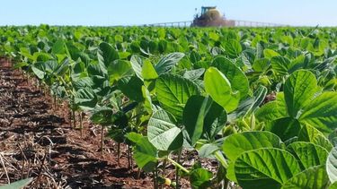 La soja de la zona núcleo podría tener la menor cosecha en 14 años