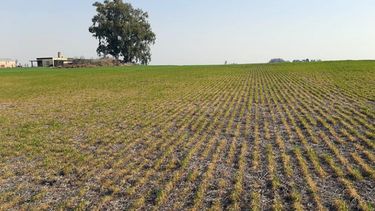 Los efectos del clima sobre los campos de Argentina.