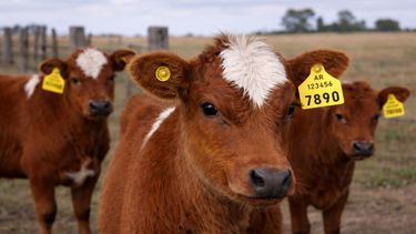 Las posibilidades que se abren para este sector del campo.