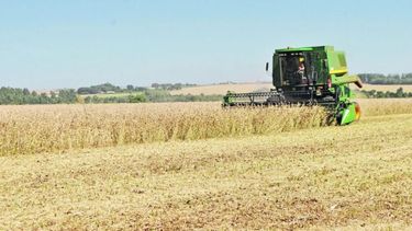 Recortaron unos 4 millones de toneladas la proyección sobre la cosecha de soja