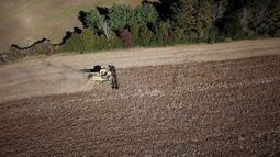 USDA mantuvo el panorama de reservas de soja y maíz en EE.UU.