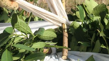 El INYM controla los precios mínimos de la yerba mate a nivel industrial