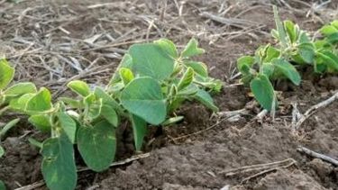 Cuatro millones de hectáreas para soja y maíz podrían no sembrarse