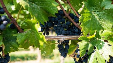 Los parámetros de calidad de la industria vitivinícola.