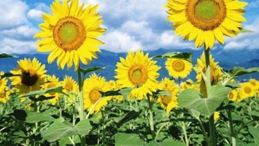 Esperan que el acuerdo UE-Mercosur beneficie a la cadena de girasol