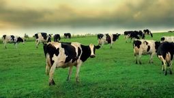 Aumentan los préstamos para productores ganaderos de Córdoba