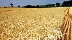 Estiman que el trigo alcanzará una producción récord en la actual campaña