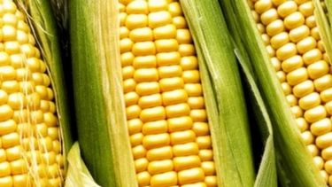 Afirman que el maíz será la estrella de la producción agrícola nacional