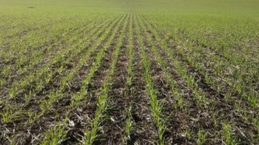 Bajas de hasta 25% en el trigo y la cebada de la zona pampeana