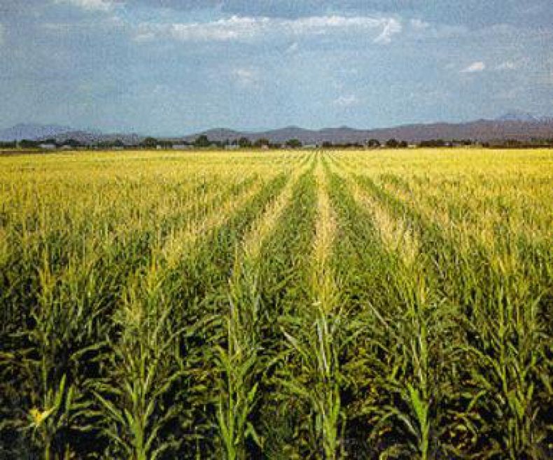 Agricultores argentinos sembrarán más soja y menos maíz en 2013/14