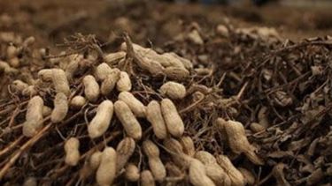 Progresa la segunda cosecha más importante de maní en los últimos nueve años