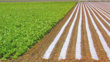 La Unión Europea recortará los subsidios agrícolas un 4 por ciento en 2013