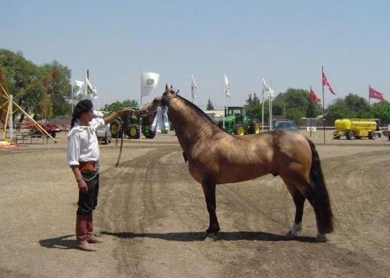 Pagaron 168 mil pesos por un caballo Criollo en la Rural
