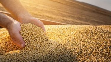 Los granos tuvieron un jornada alcista en Chicago