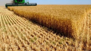 Finalizó la cosecha de trigo con números dispares